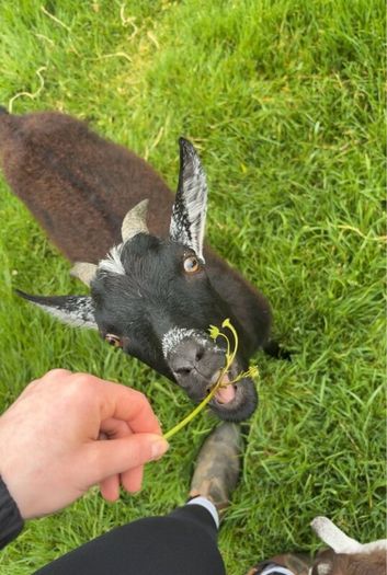 2 Pygmy goats