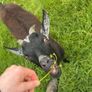 2 Pygmy goats Image 5