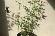 Black Bamboo