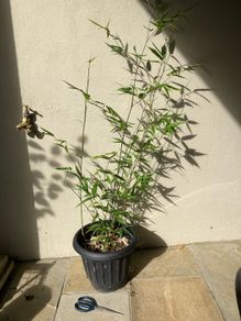 Black Bamboo