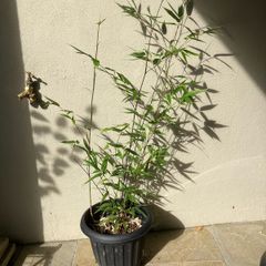 Black Bamboo