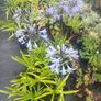 plants Image 5