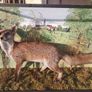 Taxidermy fox in glass case Image 2