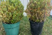 plant
