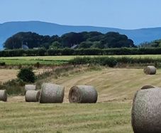 Hay