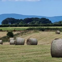 Hay