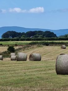 Hay