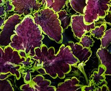 (C) Coleus Decorative Nettle Chocolate Green seeds 10s (415984)