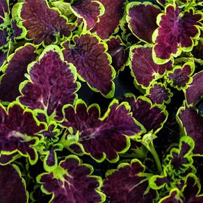 (C) Coleus Decorative Nettle Chocolate Green seeds 10s (415984)