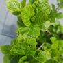plant Image 3