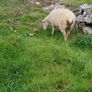 Galway sheep Image 4
