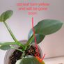 Philodendron Silver Sword lost Variegation Image 9