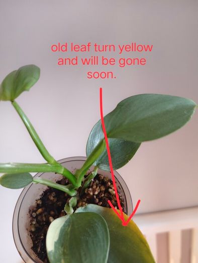 Philodendron Silver Sword lost Variegation
