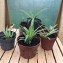 SpiderPlants - multiple sizes available! Image 2