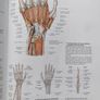 Thieme Atlas of Anatomy Vol. 1 (Latin Nomenclature) - Hardcover Image 2