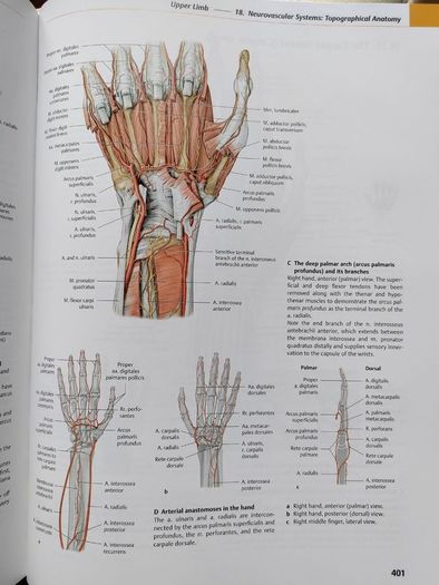 Thieme Atlas of Anatomy Vol. 1 (Latin Nomenclature) - Hardcover