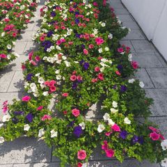 Hanging  Baskets