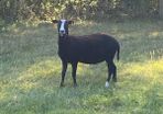 Zwartbles Ewes