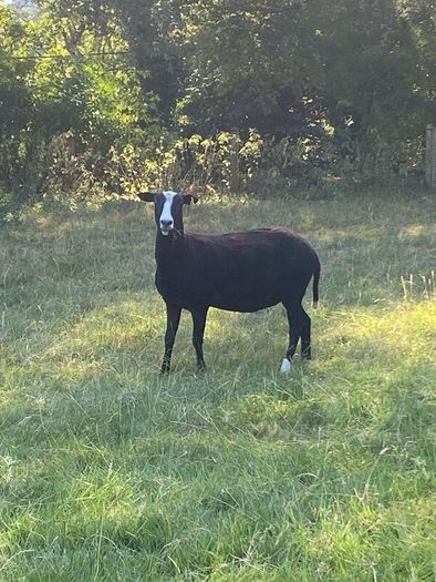 Zwartbles Ewes