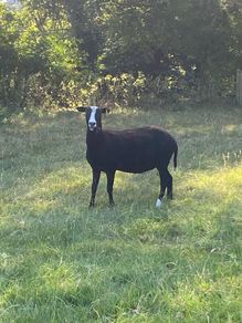 Zwartbles Ewes