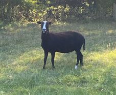 Zwartbles Ewes