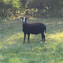 Zwartbles Ewes
