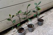 Bay Tree