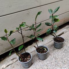 Bay Tree