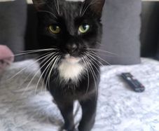cat