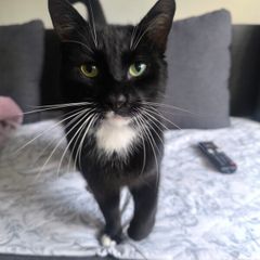 cat