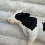Schleich Farm Animal Dairy Cow Figure D-73527 Used approx. 8 cm. Damaged Please see photos Image 4