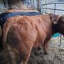 Bulls Image 5