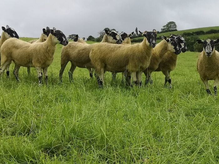 24 Scotch Mule Hogget Ewes