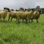 24 Scotch Mule Hogget Ewes Image 4