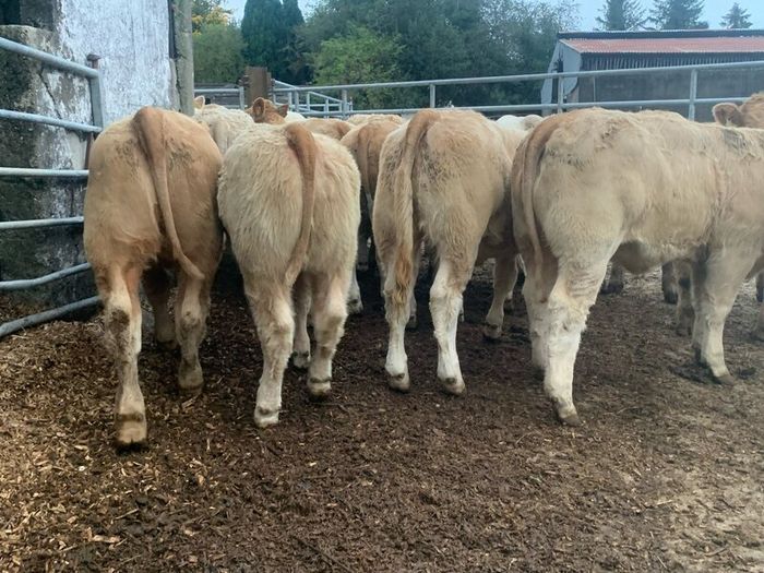 20 super u nd e grade heifers