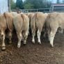 20 super u nd e grade heifers Image 4