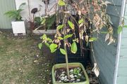 weeping willow