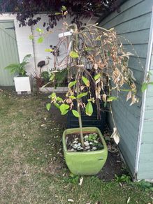 weeping willow