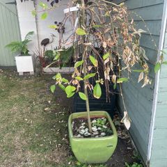 weeping willow