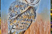 Barn Owl / oil painting on canvas panel