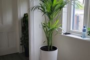 kentia planter
