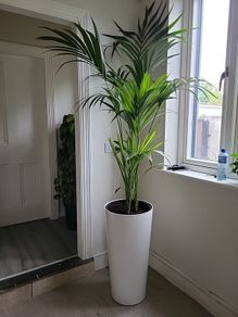 kentia planter