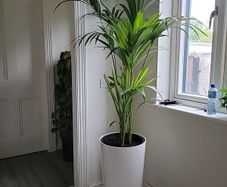 kentia planter