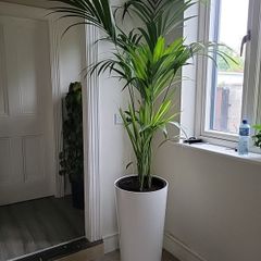 kentia planter