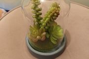 Faux succulent in Bell jar