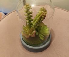 Faux succulent in Bell jar
