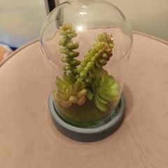 Faux succulent in Bell jar