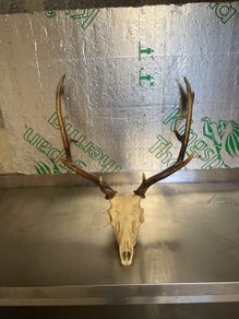 Deer head