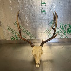 Deer head