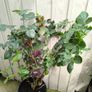 garden plants Image 2